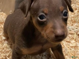 Miniature Pinscher dogs - Ad 20