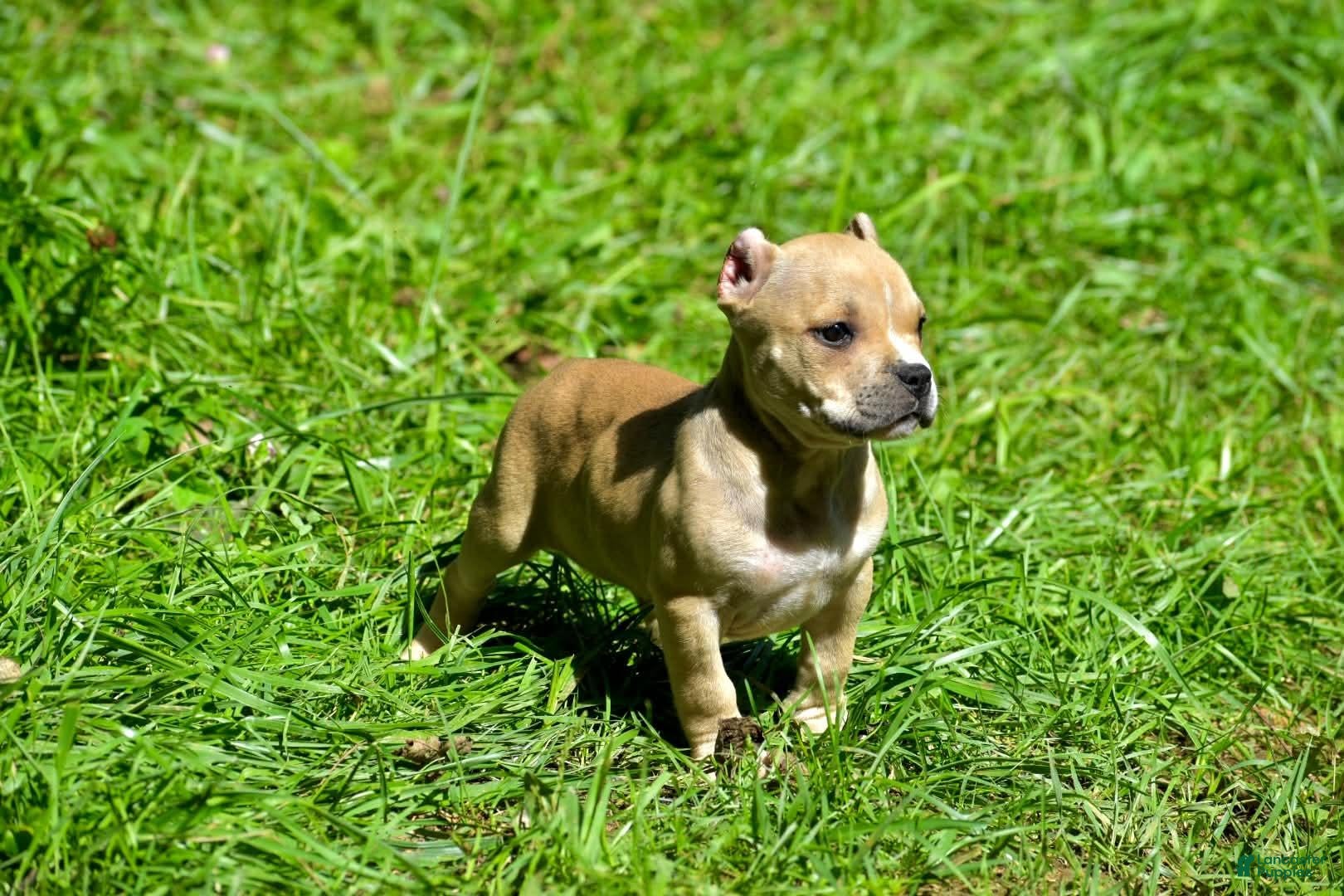 American Bully dogs Lilac Sable - Ad 4