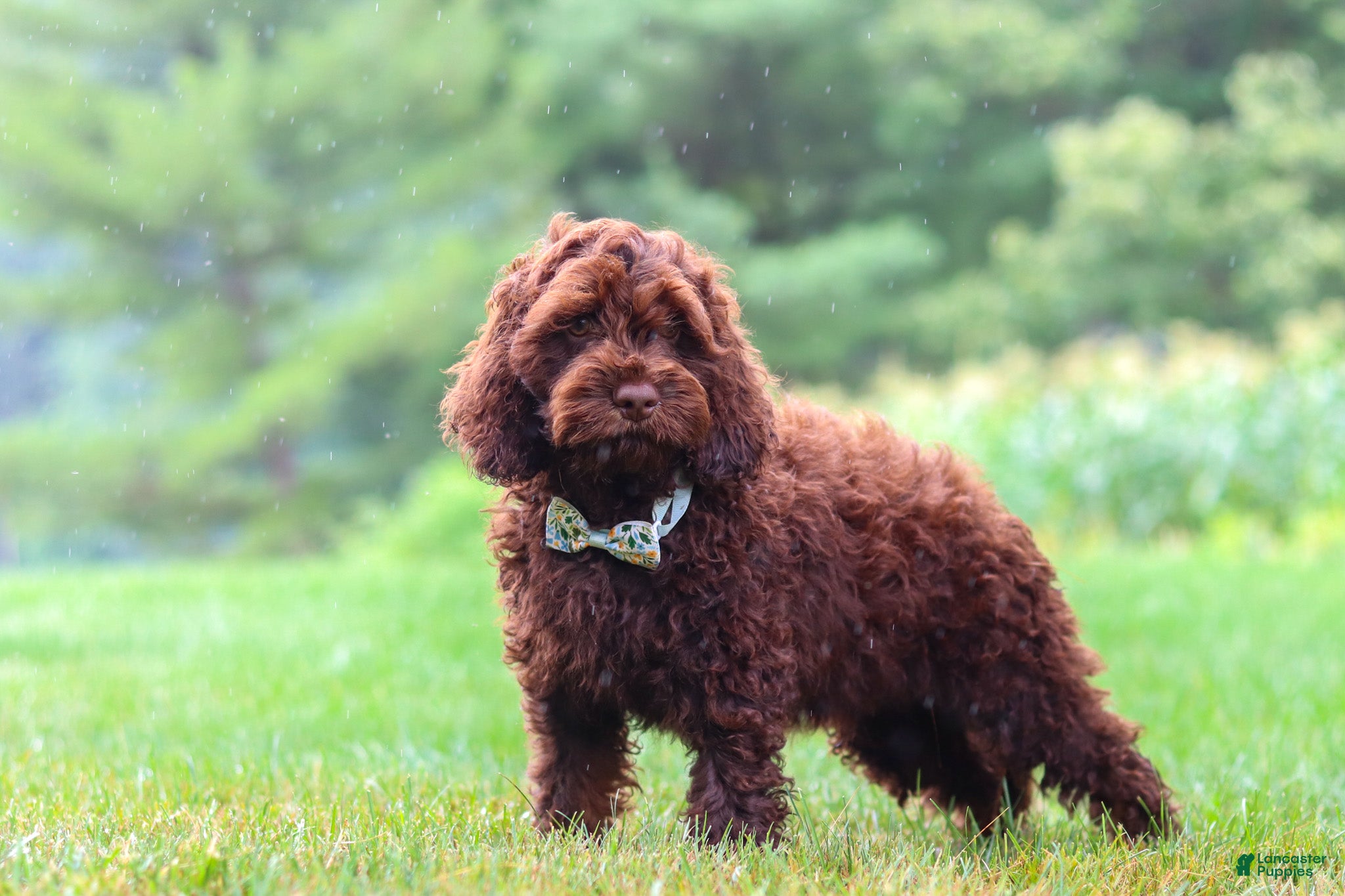 Cockapoo dogs Sammie - Ad 2