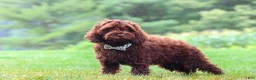Cockapoo dogs for sale: Sammie - Ad 2