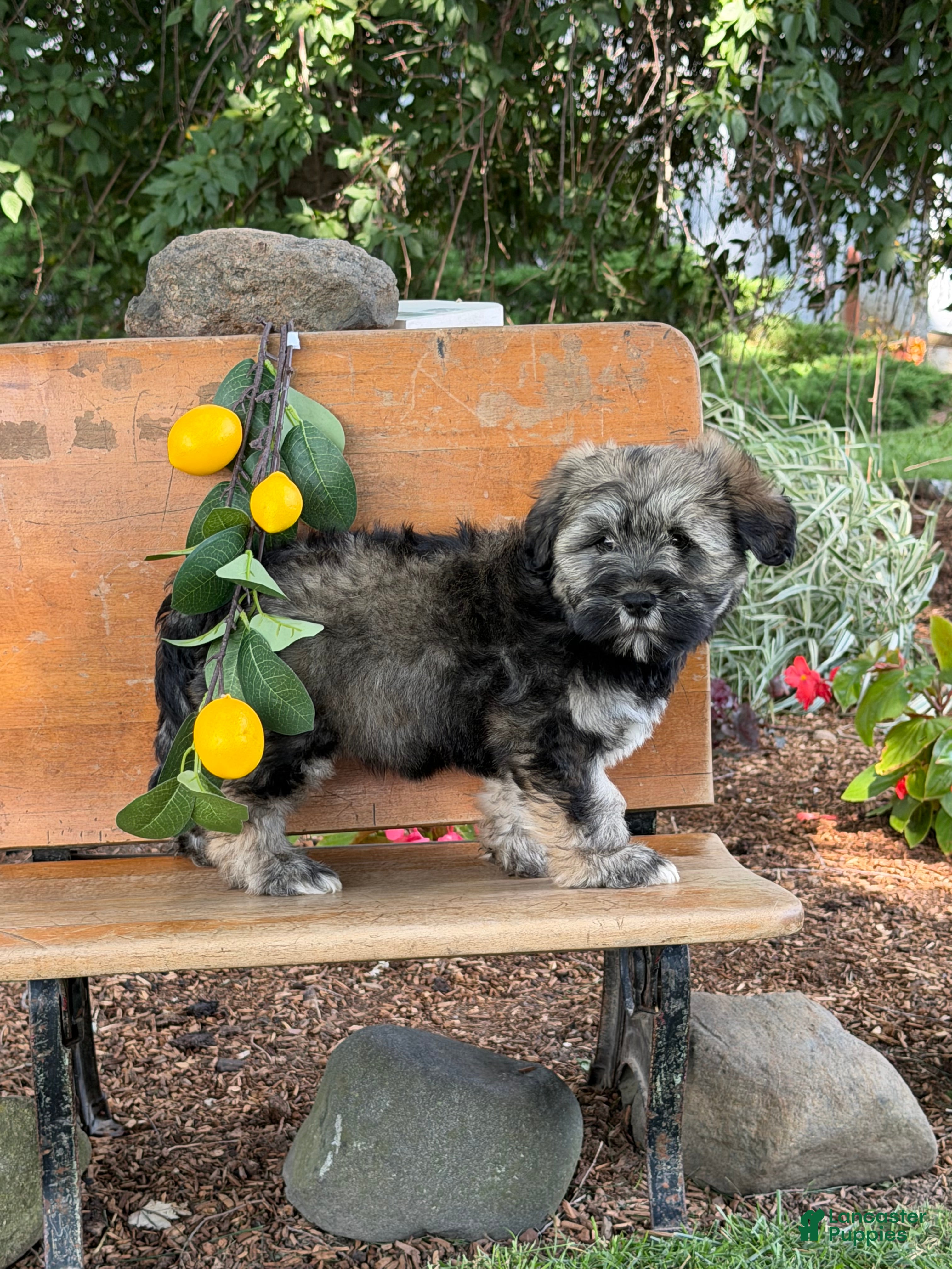 Mixed Breed dogs Janelle  - Ad 2