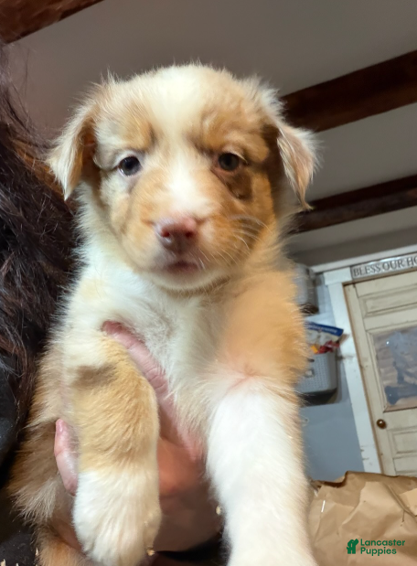 Australian Shepherd dogs Purple - Ad 11