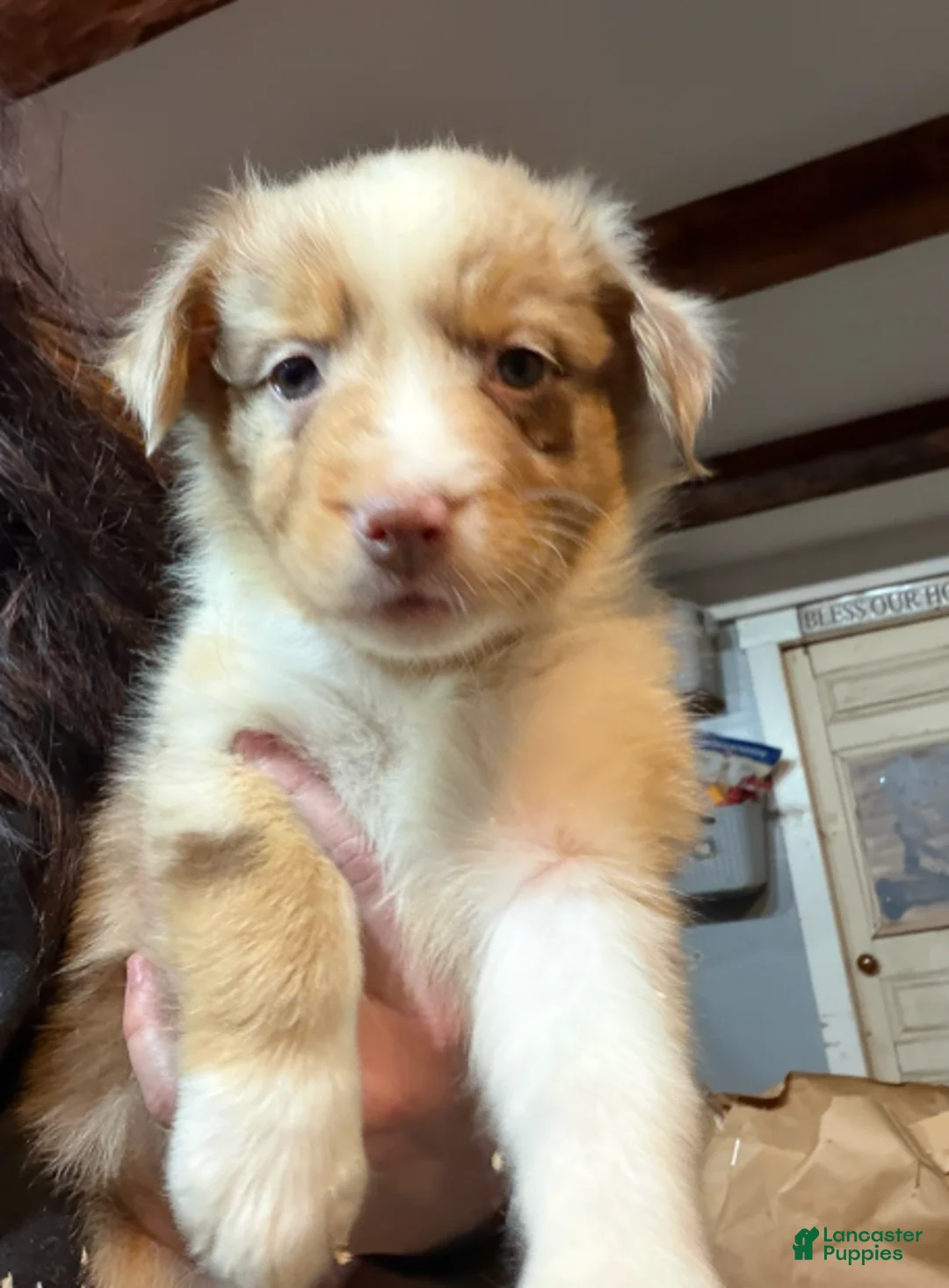 Australian Shepherd dogs for sale: Purple - Ad 1