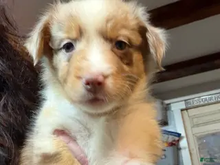 Australian Shepherd dogs Purple - Ad 11