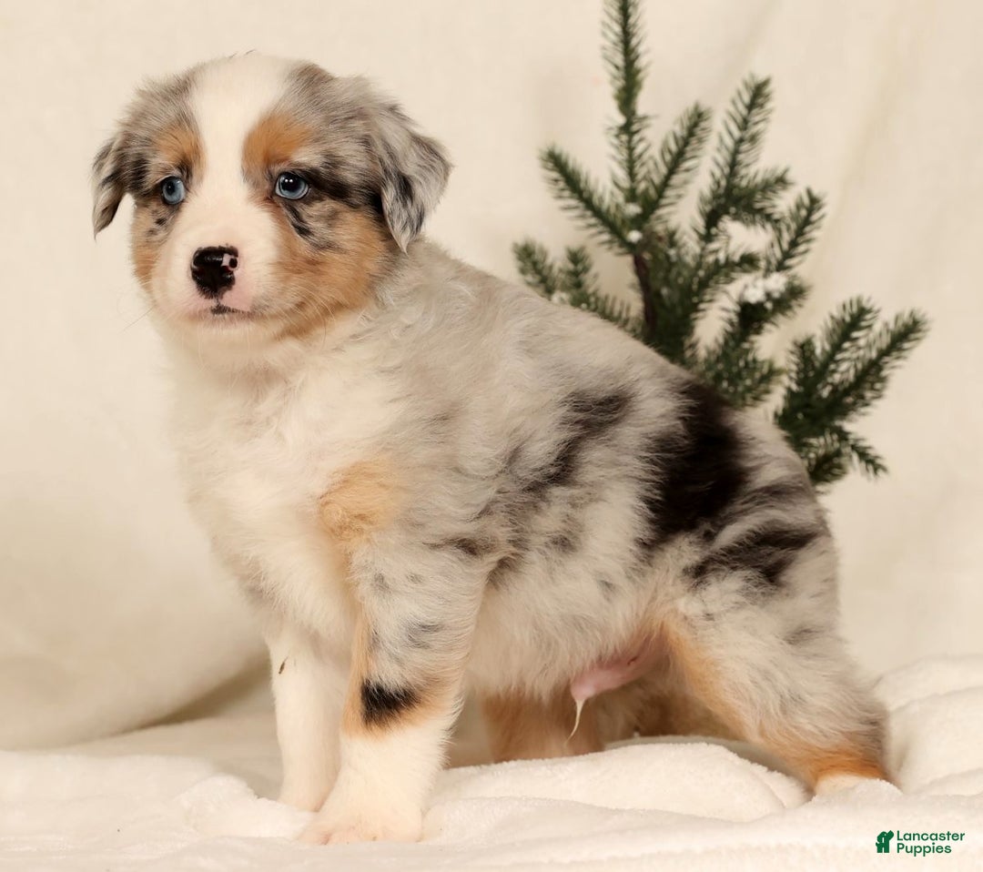 Miniature Australian Shepherd dogs for sale: Tanner - Ad 4