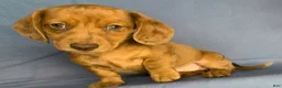 Miniature Dachshund dogs for sale: Chip - Ad 9