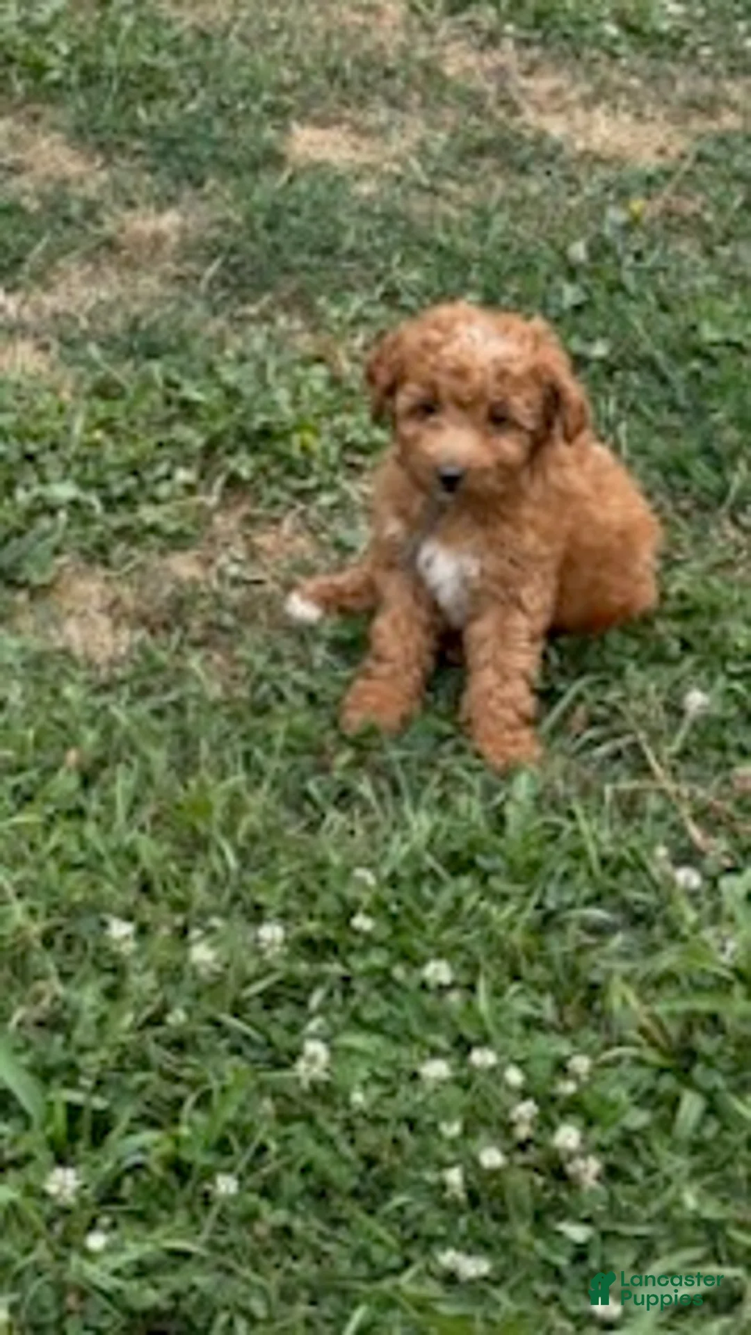 Mini Aussiedoodle dogs for sale: Blaze - Ad 9