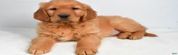 Golden Retriever dogs for sale: Asher - Ad 2