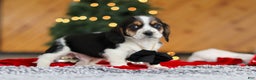 Beagle dogs for sale: Lawrence  - Ad 2