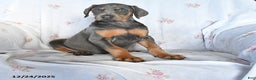 Doberman Pinscher dogs for sale: Suzie - Ad 1