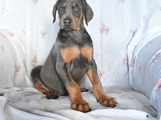 Doberman Pinscher dogs Suzie - Ad 42
