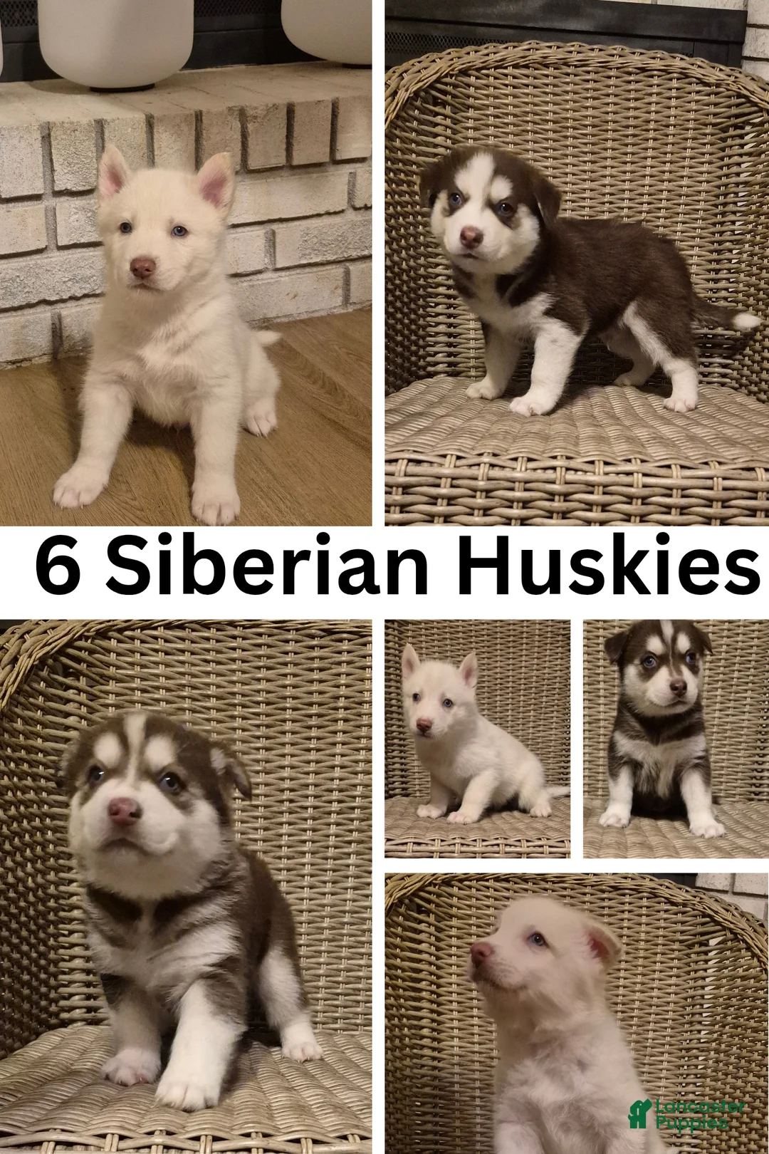 Siberian Husky dogs for sale: Miles - Ad 4