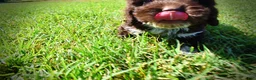 Havapoo dogs for sale: Jackson-LABOR DAY SALE-TAKE $100 OFF!!! - Ad 16