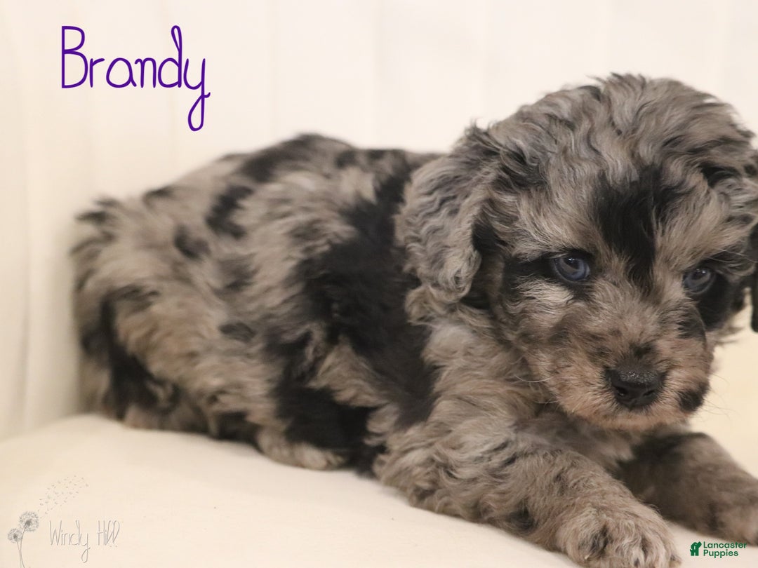 Mini Aussiedoodle dogs for sale: Brandy - Ad 4