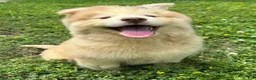 Siberian Husky dogs for sale: RAYA - Ad 11