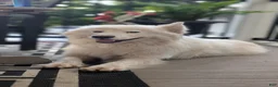 Samoyed dogs for sale: Brady - Ad 14