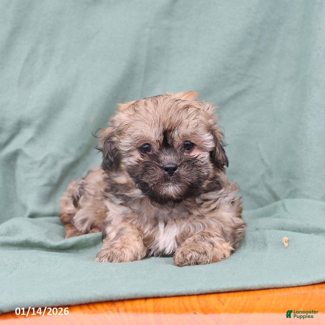 Shihpoo dogs for sale: Lola  - Ad 1