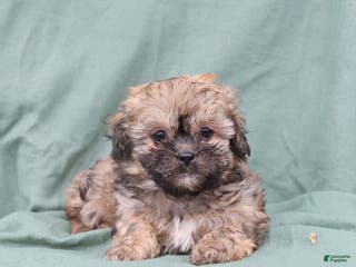 Shihpoo dogs Lola - Ad 33