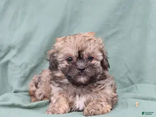 Shihpoo dogs Lola - Ad 35