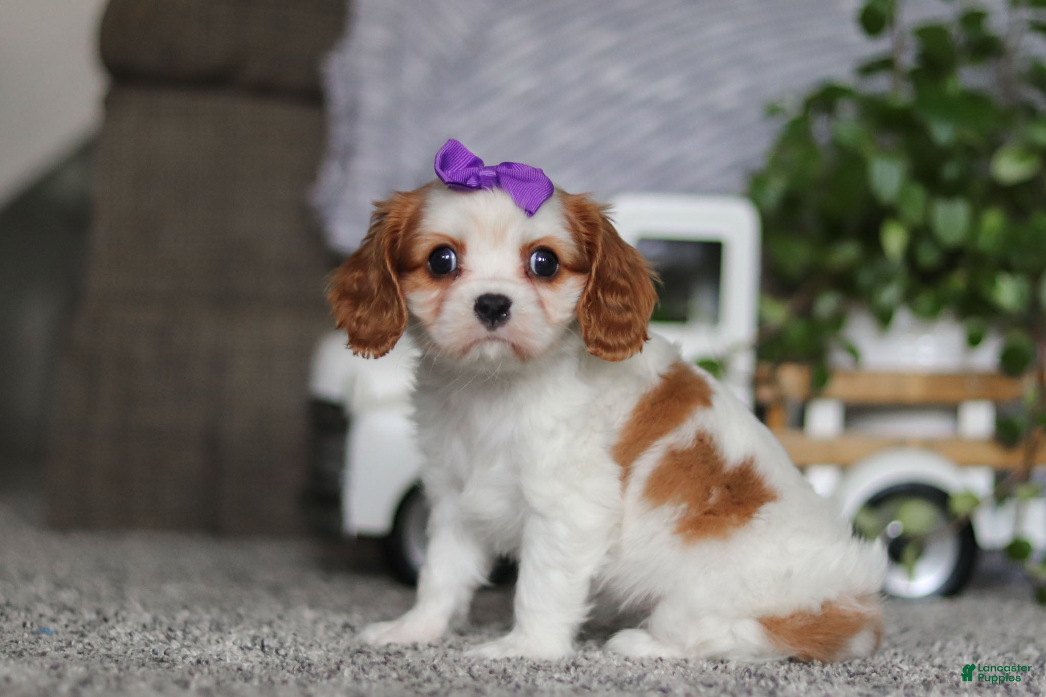 Cavalier King Charles Spaniel dogs Maggie - Ad 8