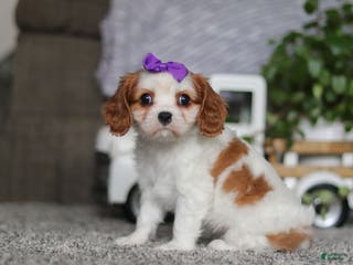Cavalier King Charles Spaniel dogs for sale: Maggie - Ad 3