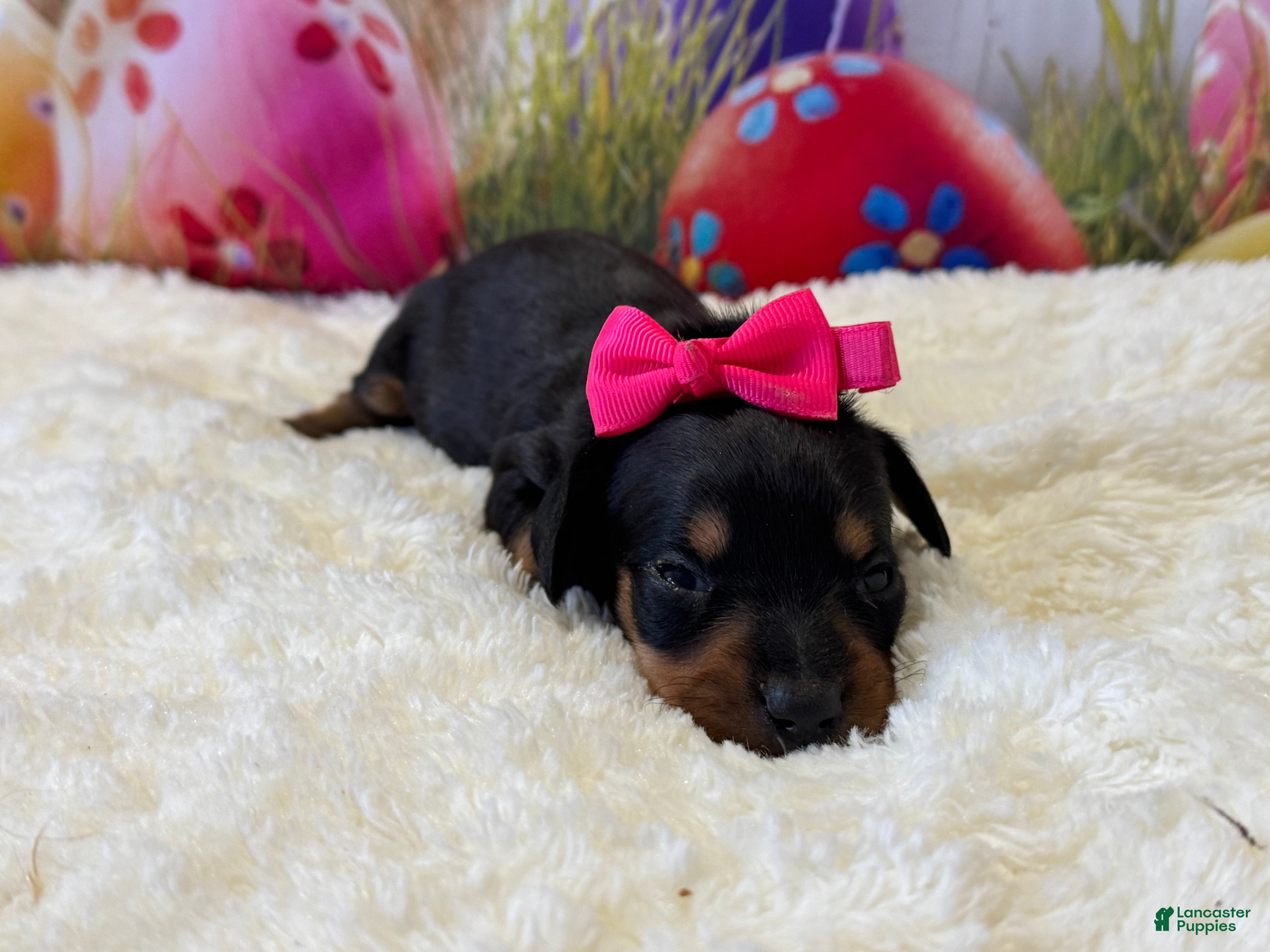 Dachshund dogs Winney - Ad 1
