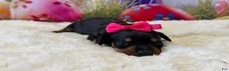 Dachshund dogs for sale: Winney - Ad 1