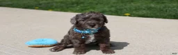 Miniature Poodle dogs for sale: Archie  - Ad 5