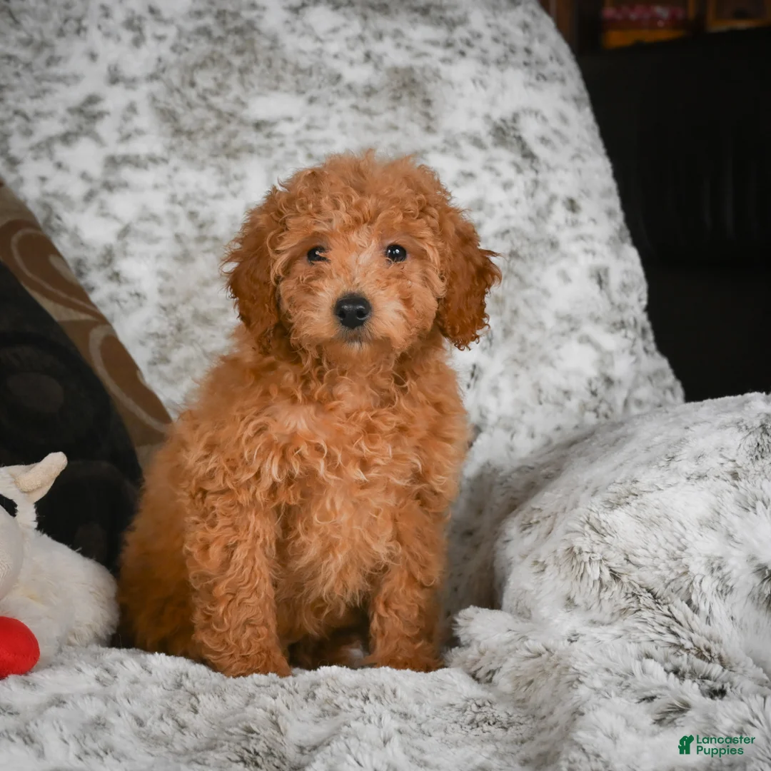 Cavapoo dogs for sale: Candy - Ad 1