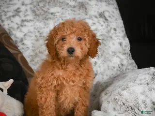 Cavapoo dogs Candy - Ad 21