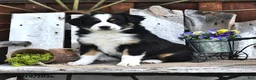 Australian Shepherd dogs for sale: Allie - Ad 4