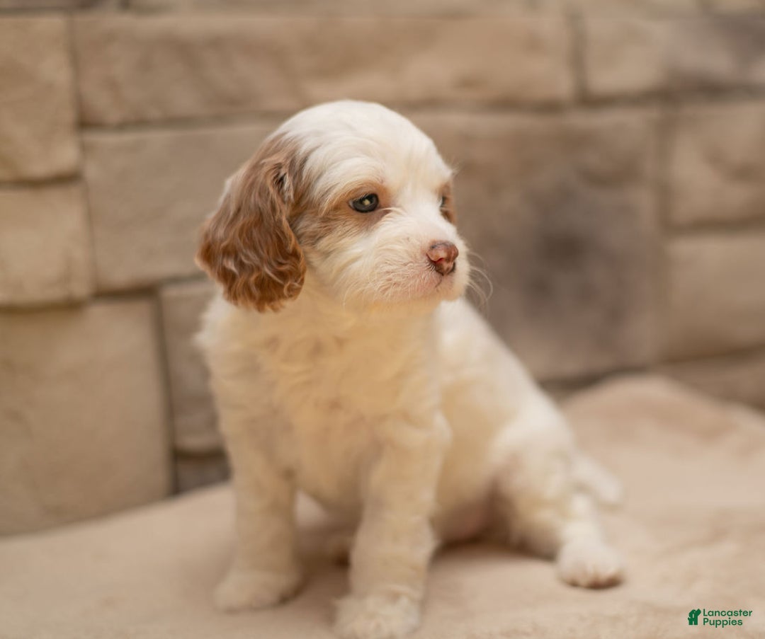 Cavapoo dogs for sale: Ginger  - Ad 5