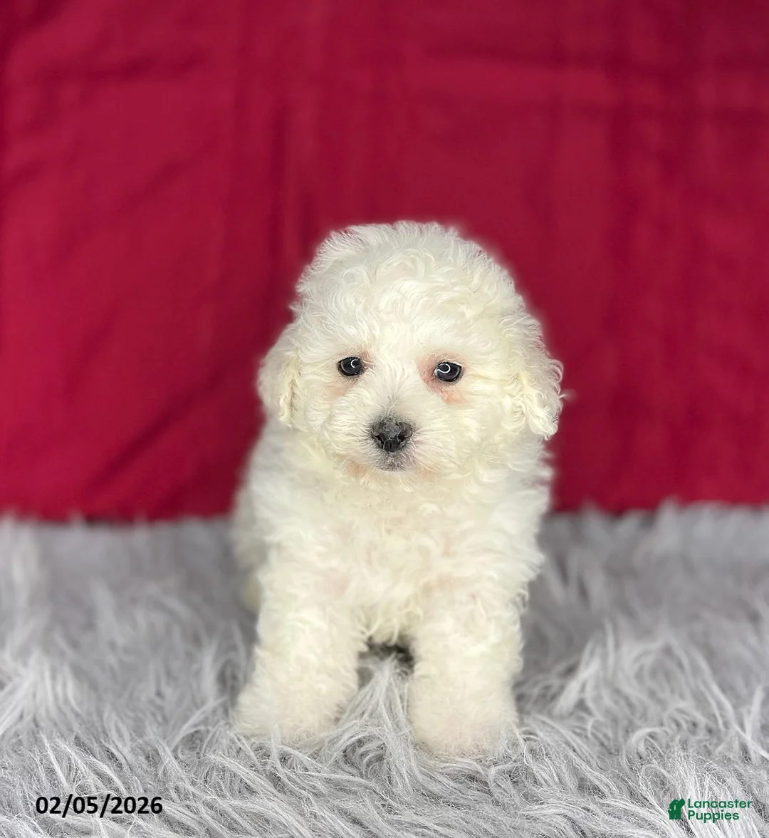 Bichon Frise dogs for sale: Rollo - Ad 1