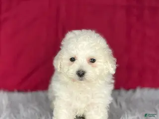 Bichon Frise dogs Rollo - Ad 32