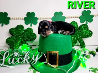 Miniature Dachshund dogs River - Ad 2