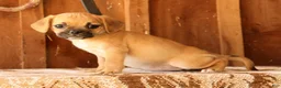 Puggle dogs for sale: GiGi - Ad 3