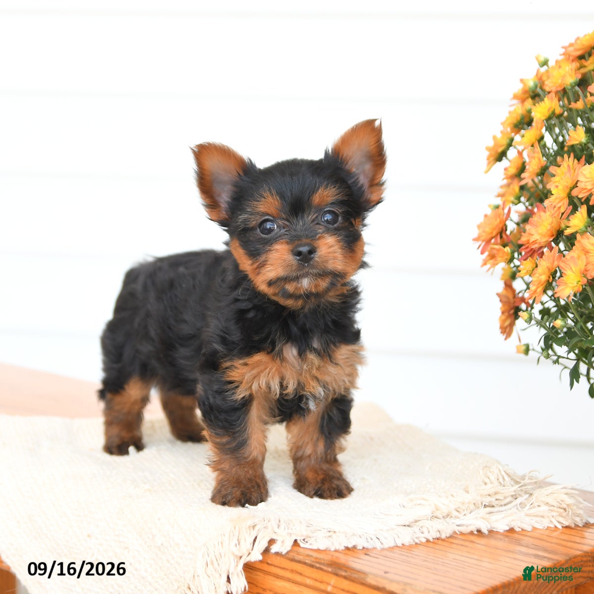 Yorkshire Terrier dogs Alex - Ad 1
