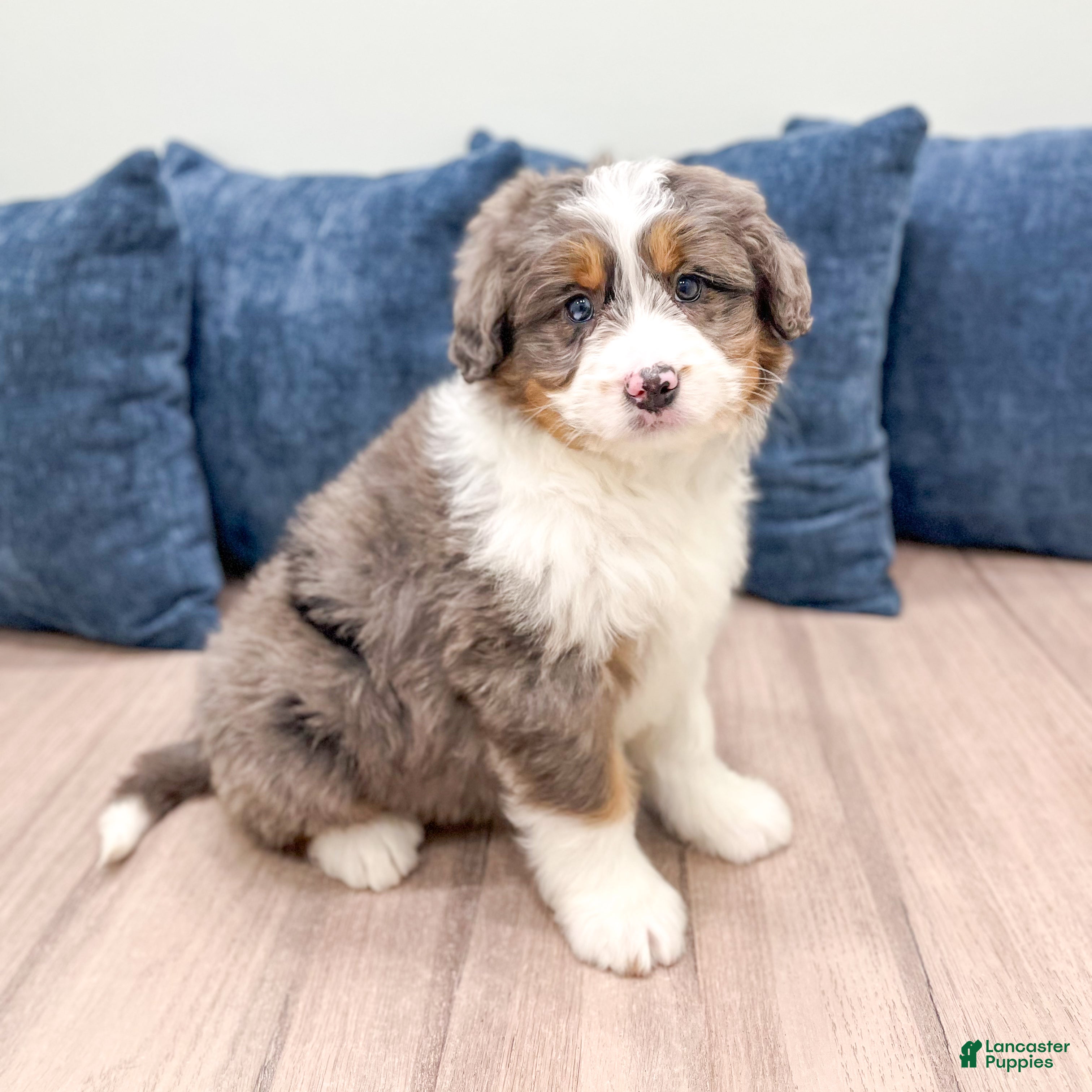 Mini Bernedoodle dogs Annie - Ad 1