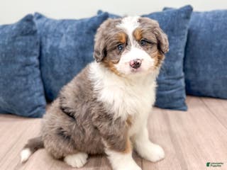 Mini Bernedoodle dogs Annie - Ad 1