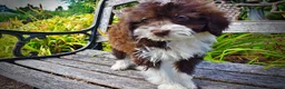 Havapoo dogs for sale: Diva - Ad 5
