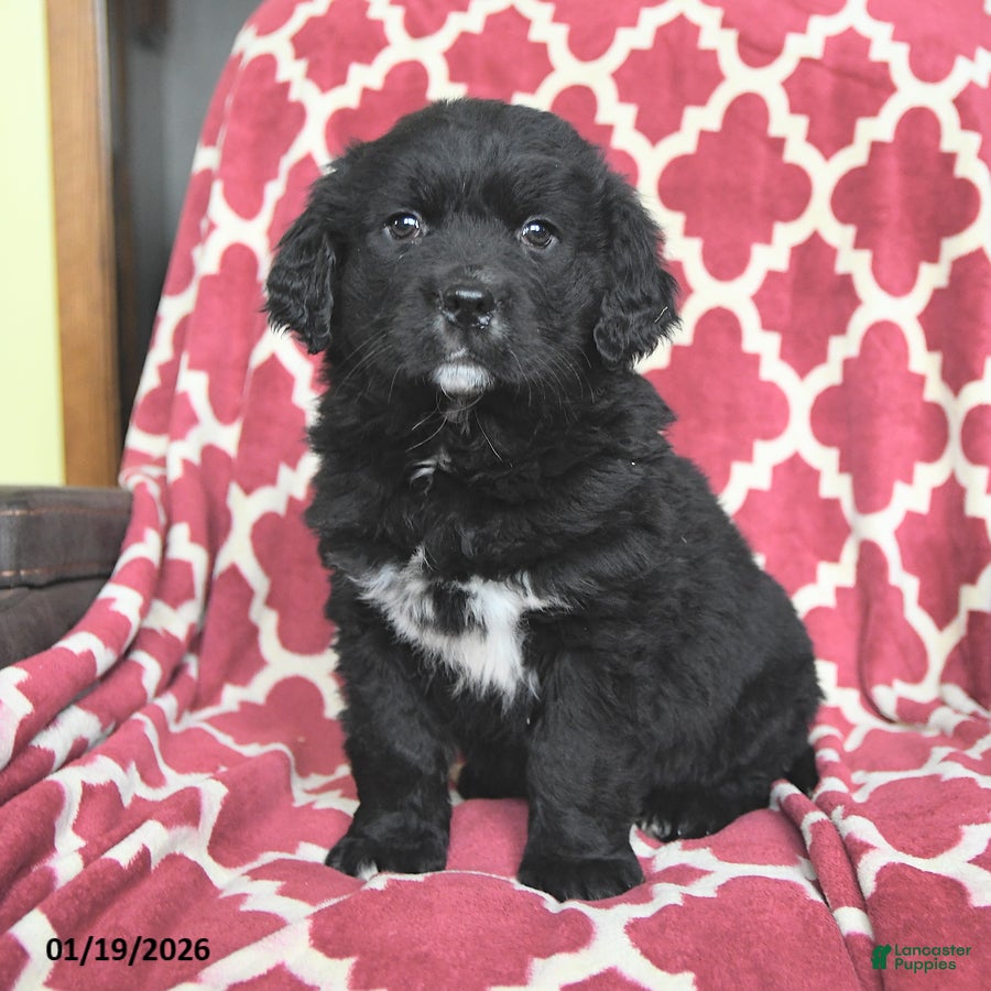 Mixed Breed dogs Suds - Ad 33