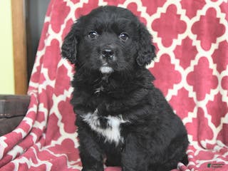 Mixed Breed dogs Suds - Ad 6