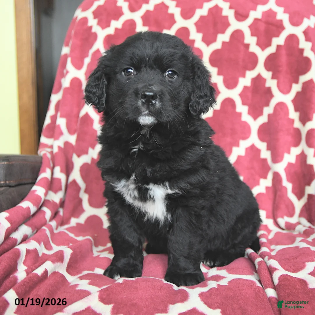 Mixed Breed dogs for sale: Suds - Ad 1