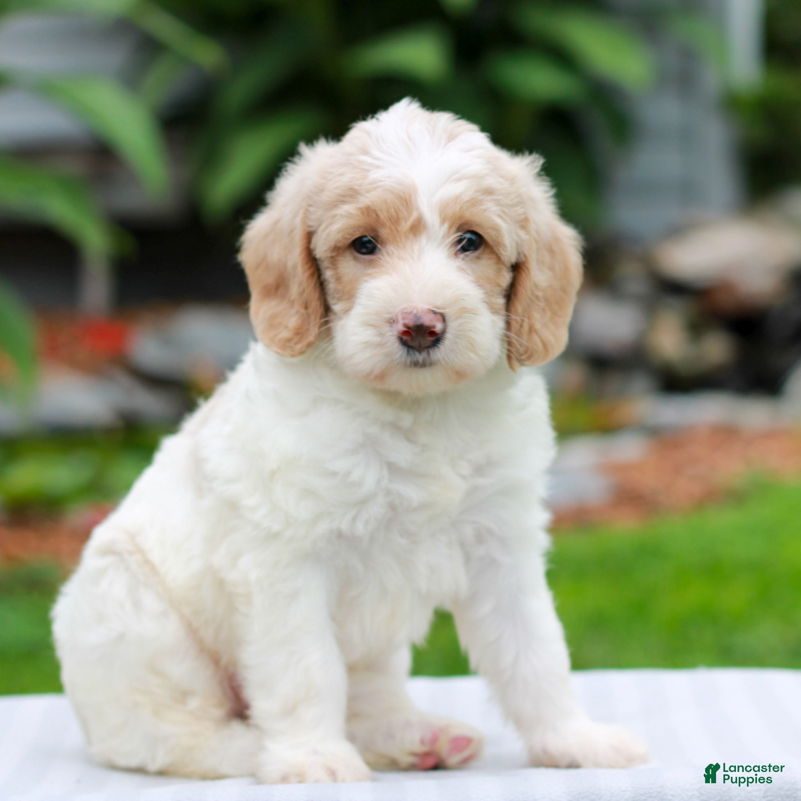Miniature Labradoodle dogs Chloe  - Ad 1