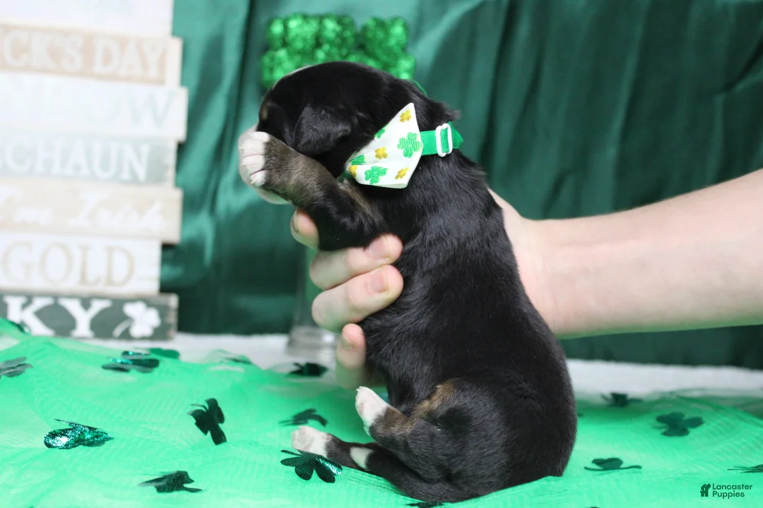 Bernese Mountain Dog dogs for sale: Cooper  - Ad 3