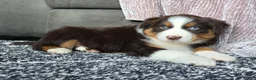Australian Shepherd dogs for sale: Einstein  - Ad 6