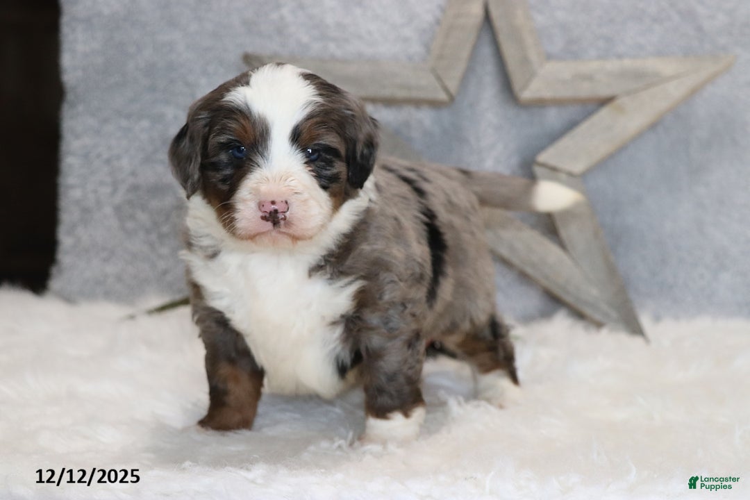 Mini Bernedoodle dogs for sale: Kenji - Ad 5