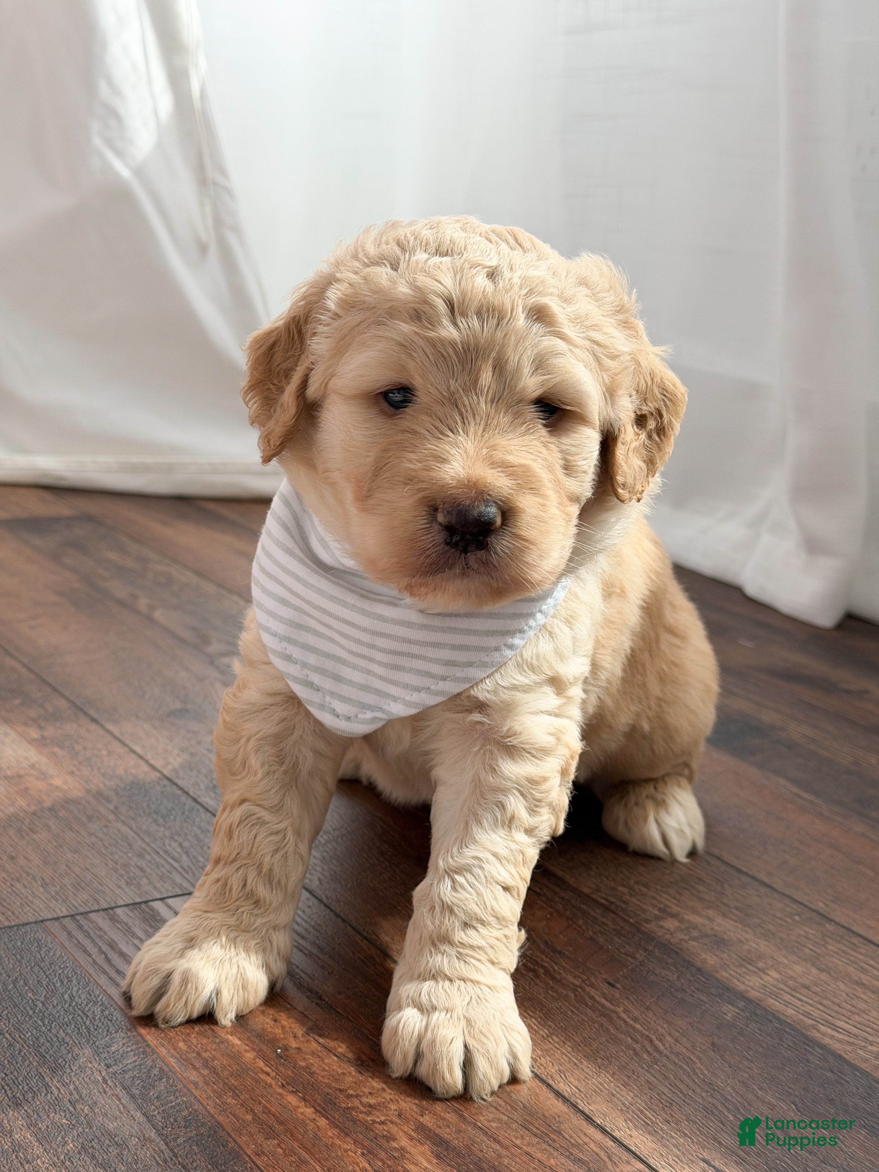 Labradoodle dogs Remi - Ad 2