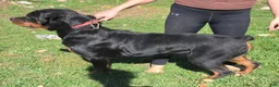 Rottweiler dogs for sale: Rottweiler 1 - Ad 2