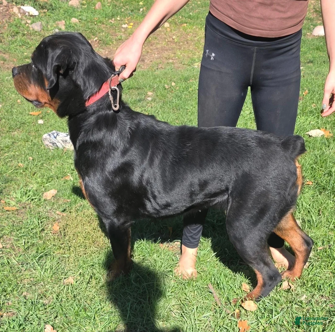 Rottweiler dogs for sale: Rottweiler 1 - Ad 2